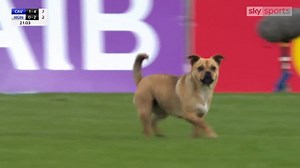 724K views · 1.3K shares |  - Not your usual pitch invader! Play had to be stopped in the Ulster Senior Football Championship match between Cavan and Monaghan as a dog entered the pitch and did not want to leave! 藍浪 | Sky Sports | Facebook