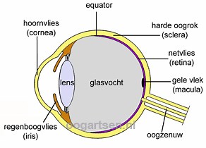Hoornvliestroebelingen (vlekjes, cornea dystrofie) - Oogartsen.nl