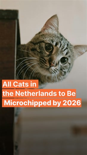 From 2026, Dutch cat owners will be required to microchip and register their pets. The new rule aims to reunite missing cats with their owners and reduce the growing stray population. The procedure costs around €20 and follows a similar law for dogs introduced in 2013. #cat #netherlands #holland #cats #pets #microchips | Dutch Breaking News