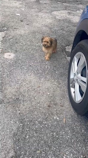 Simba Running Away From Home! 🦁 (Part 1)