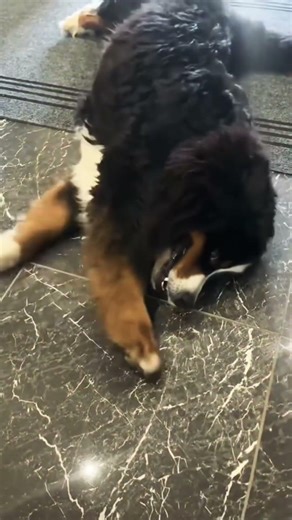 Barney (teddy bear)