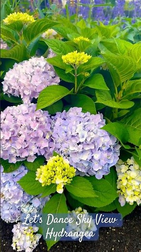 Best Blue Hydrangea for Zone 6?!: Exploring Let’s Dance Sky View