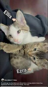 Stray kittens find new home with police department staff after tumbling from car