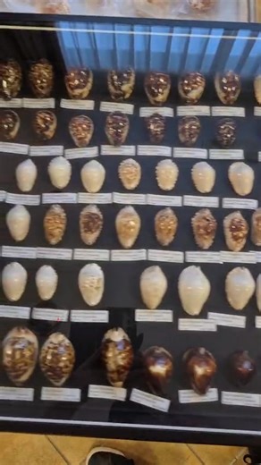 Beautifulcowries at Prato! Come see us? #Beautifulcowries #coquillesrares #rareshells #conchiglierare | Beautifulcowries