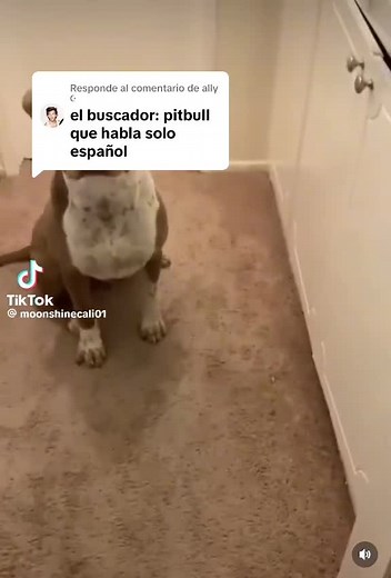 Learn Spanish Commands for Dogs: Sit, Shake Hands, Stand Up