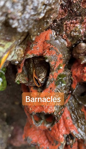 Barnacles: Nature's Marine Wonder Explained