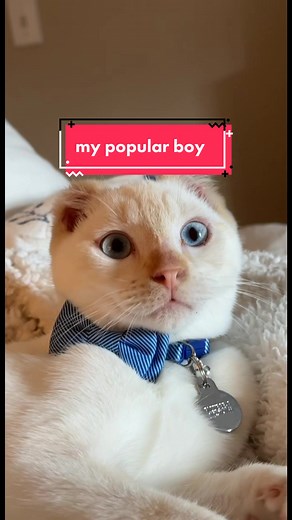 Fozzie Bear: Beloved Cat Icon for Vet Techs