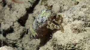 cuttlefish walking over sandy reef at night in the Red Sea Stock Video