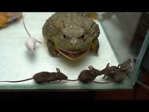 African Bullfrog Feeding Compilation | Warning Live Feeding