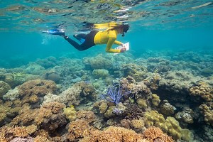 The Great Barrier Reef needs your help | Cairns & Great Barrier Reef