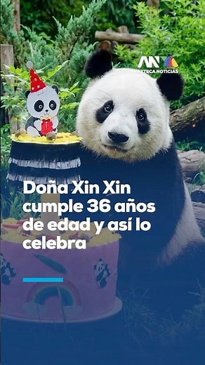 La panda gigante Xin Xin cumple 36 años en el Zoológico de Chapultepec