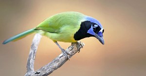 Green Jay Sounds, All About Birds, Cornell Lab of Ornithology