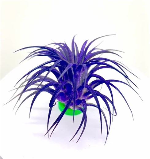Color Enhanced Ionantha Guatemala Tillandsia Air Plant, Purple Guatemala Air Plant, Purple Air Plant, Air Plant Terrarium Kit, Indoor Plant - Etsy