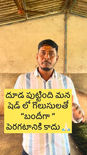 Conventional born#zero grazing #losses zero grazing 😢###trendingreelsvideo #AnimalCare #VetInHyderabad #VetInSuryapet #VetInKhammam #TeluguFarmers #DairyFarming Telugu #TelanganaFarmers #AndhraFarmers #TeluguVets #CowHealth #BuffaloCare #OrganicDairyFarming #VetTips #AnimalNutrition #FarmAnimalCare #MilkProductionTips #dairyfarming #agriculture #suryapet #khammam #hyderabad_diaries #andhrapradesh | dairydiaries81023