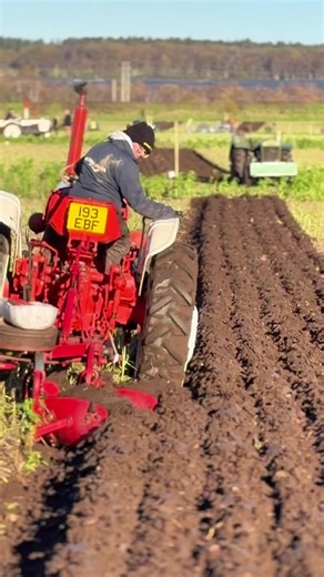 Here is Lauren in her David Brown tractor and plough competing at the Sherwood Forest ploughing match #davidbrowntractor #ploughing