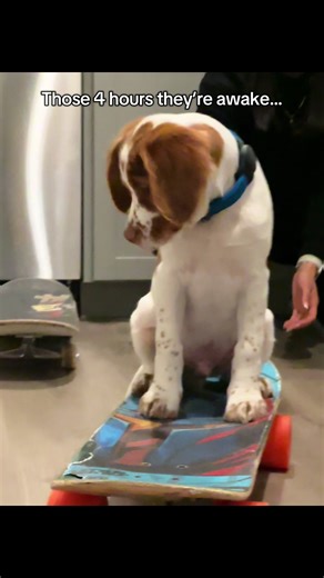 Get a Puppy: Essential Tips for New Owners