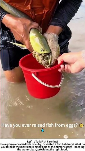 Raising Baby Fish – The First Steps of a Healthy Harvest! 🐟🌱