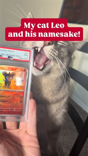 Pokemon at the Kitchen Table | We found a real life Litleo on our Pokemon GO walk! | Instagram