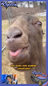 Ternyata ini kambing yang sering dibuat meme #hewanunik #hewanlangka #mancing #ikanpredator #kambingtertawa #kambingmeme #kambing #domba | RaptorFish
