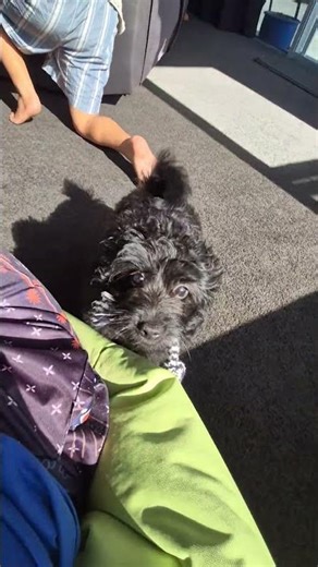 Neco's playtime #necothepomapoo #pomapoo #funny #doggie #likeandsubscribe