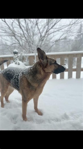 Back yard Shenanigans #germanshepherd #gsds #gsd #snow #shepherds #germanshepherdshort