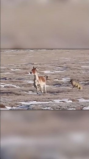 Predators vs. Donkeys: Wild Hunts Caught on Camera!