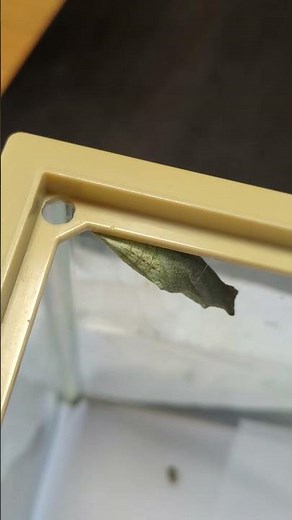 アゲハの幼虫は、サナギになる時「ウィンウィン」身体動く#shortsyoutube #昆虫