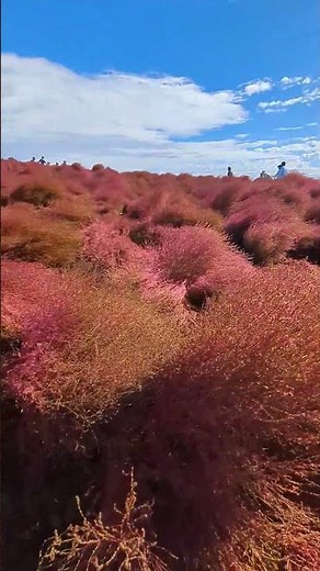 国営ひたち海浜公園 コキア