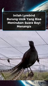 Burung Lyrebird (Burung Kecapi) adalah burung pengicau besar endemik Australia yang terkenal karena kemampuannya meniru hampir semua suara, termasuk suara hewan lain, suara manusia, dan suara mekanis seperti alarm mobil atau gergaji mesin. Burung ini hidup di darat, memiliki kaki dan sayap pendek yang kuat, serta ekor jantan dewasa yang indah menyerupai bentuk kecapi. Mereka memakan serangga, cacing tanah, dan biji-bijian, dan sering ditemukan di hutan-hutan lebat di Australia bagian timur dan t