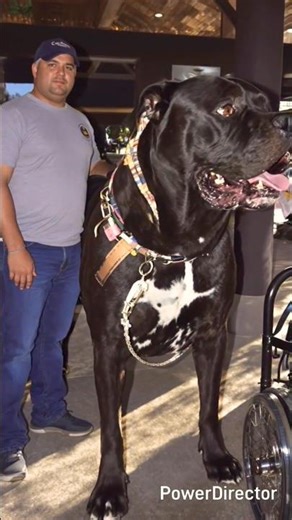 How Big can pitbulls really get? #usa #pitbull #facts