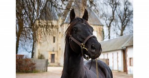 Louis Baudron présente l'étalon Triple Threat, fils de Monsun au Haras des Rouges Terres en 2021