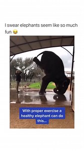 7K views · 109 reactions | If an Elephant can do this, why can't you?  | Simon Kabu | Facebook