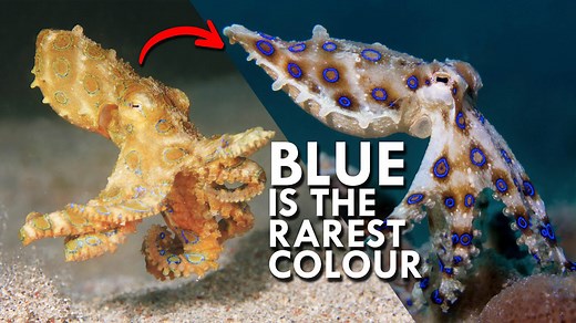 Nature’s Rarest Color – Why Blue Animals Are Almost Impossible to Find