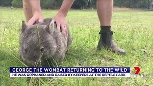 George the wombat is set to leave the Australian Reptile Park for the wild in the new year. He was found in his mother’s pouch after she was hit and killed by a car, and later voted Australia’s Most Adorable Animal in an online poll. Download the 7plus free app: http://onelink.to/7plus #7News | 7NEWS Brisbane