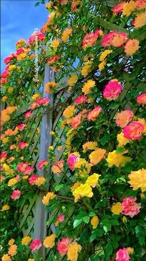 Colourful Roses in Full Bloom 🌈🌹 | Beautiful Flower Garden 4K"
