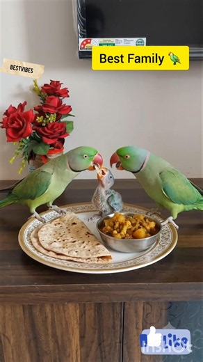 Best 👌 Family 🦜 #Parrot #birds #Nature #short #BestVibes