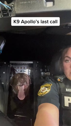 K9 Apollo on his last call. Thank you for your years of dedicated service buddy! May you enjoy the rest of your life in retirement! . . Source: briannachristinamarie via Tik Tok . . . #supportingourheros #firstresponder #police #firefighter #firstresponders #paramedic #lawenforcement #thinblueline #ems #emt #policeofficer #k9 #k9unit #lawenforcement #dogsoftiktok #dog #le #k9softiktok #foryou #fyp #retirement #sheriff #career #offdutyfeels #offduty | First Responder Task Force