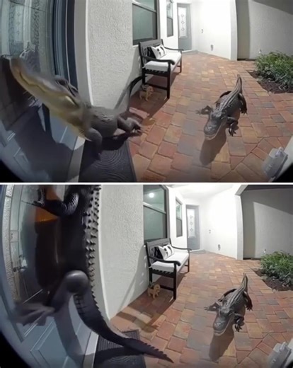 Florida Home ShOckingly Finds Two Alligators at the Front Door: 'They're Getting Smarter' Sometimes, that little peephole in your front door won't just save you from nosy neighbors — it might just save your life. Watch the unbelievable video in the first comment below! | Animals World