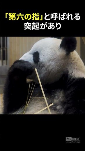 【スピード解説】黒白の大きな丸い体がかわいい！ジャイアントパンダ #shorts