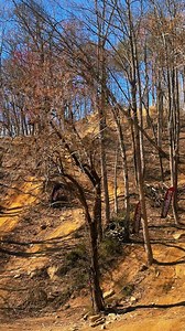 107K views · 1.2K reactions | What tree | HIGH OCTANE FILMS | Facebook