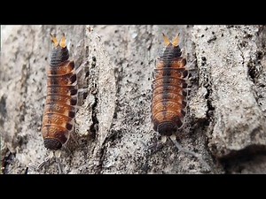 Coolest looking isopod on a bark | Agnara sp.