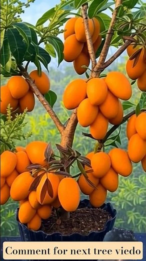 Timelapse Mango Tree Growth 🌱🥭 | How Mango Trees Grow Fastplantgrowth #timelapse#mangotree
