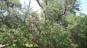 Today, we celebrate the 123rd anniversary of Representative George M. Lomax's proposed bill being approved by the General Assembly of Louisiana. | Louisiana Tech University