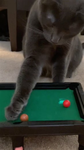 Cat Ran the Pool table #catlovers #猫動画