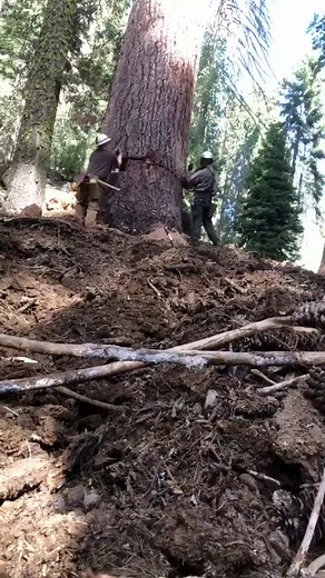 932K views · 10K reactions | #logger #logging #chainsaw #arborist #stihl #treework #treelife #treecutting #loggers #stihlchainsaw #husqvarna #arblife #treecare #loggerlife #treesurgeon #forestry #treefelling #arboristlife #treeclimber #treeclimbing #treeservice #treeremoval #lumberjack #timberfaller #arboriculture #arboristsofinstagram #arborists #axe #treeworker #forest | Logger Pro | Facebook