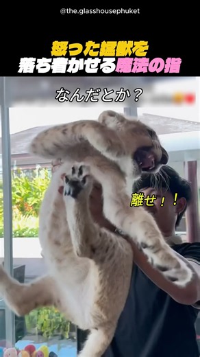 怒った猛獣を落ち着かせる魔法の指