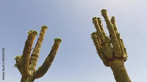 Pan to Saguaro cactus at the Greyhawk Golf Course, Scottsdale, Arizona.