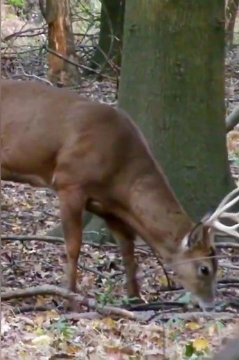 Close Range Bow Shot ona Big Whitetail#hunting#deerhunting#whitetailbuck#wildlife#shorts#deer#hunter