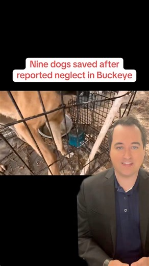 Deputies were called to a disturbing animal abuse case in the West Valley. While the nine dogs were saved, deputies said it’s likely going to be a long road to recovery for some of them. MCSO said the dogs were being neglected and did not have enough food or water. Steven Sarabia reports. #animal #abuse #crime #neglect | azfamily 3TV CBS 5