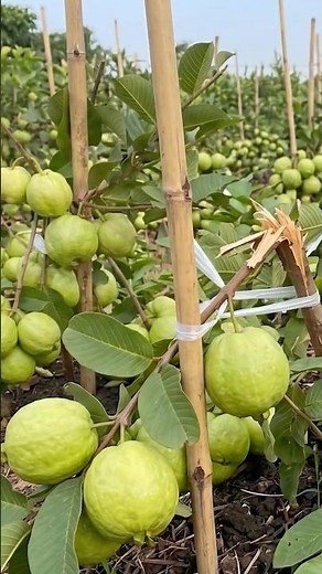 🍐Double Your Guava Trees - Step-by-Step Air Layering for Beginners!🌱
